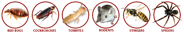 pests we handle in Catalina